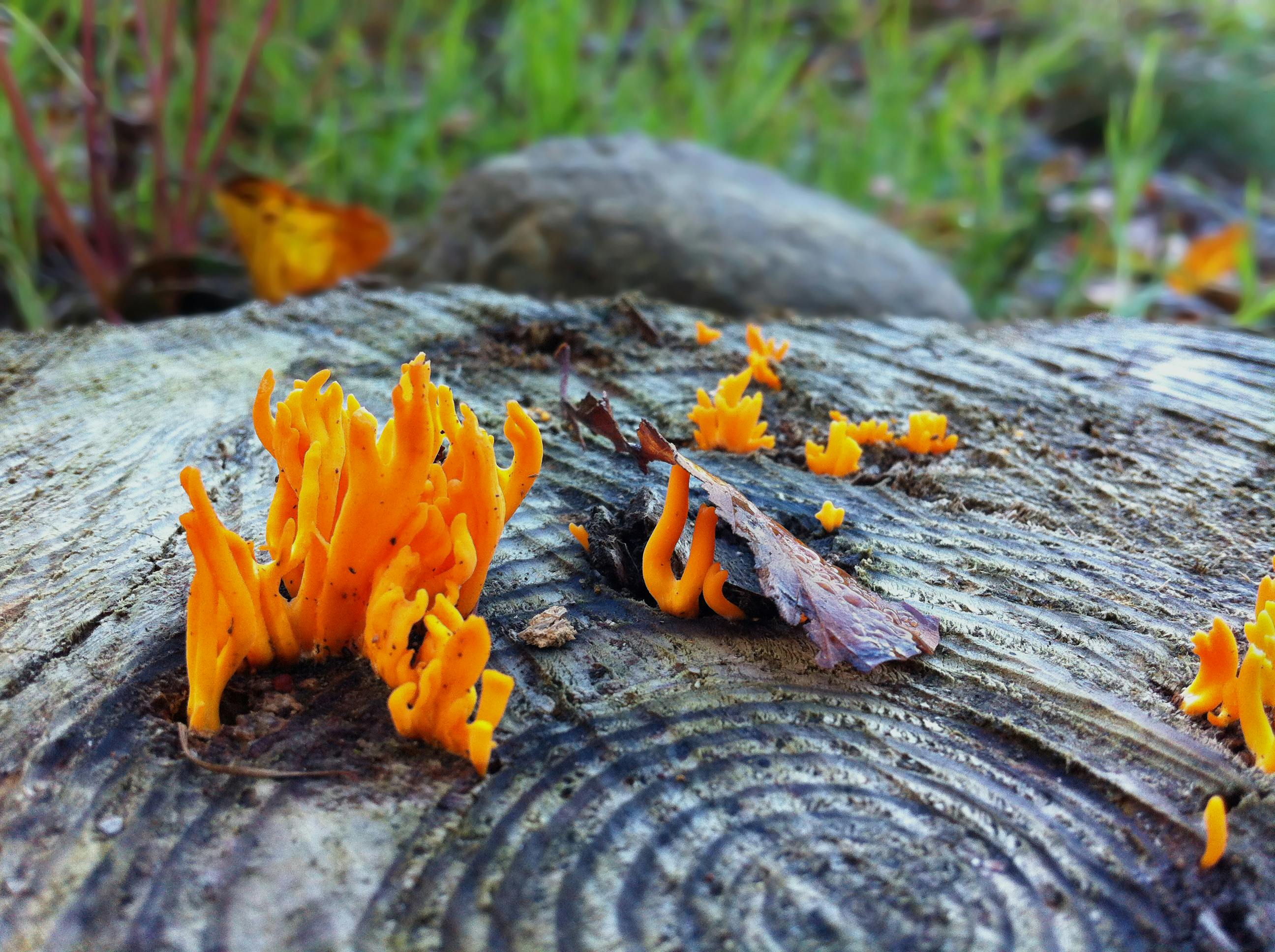 Cordyceps militaris — champignon orange en forme de massue