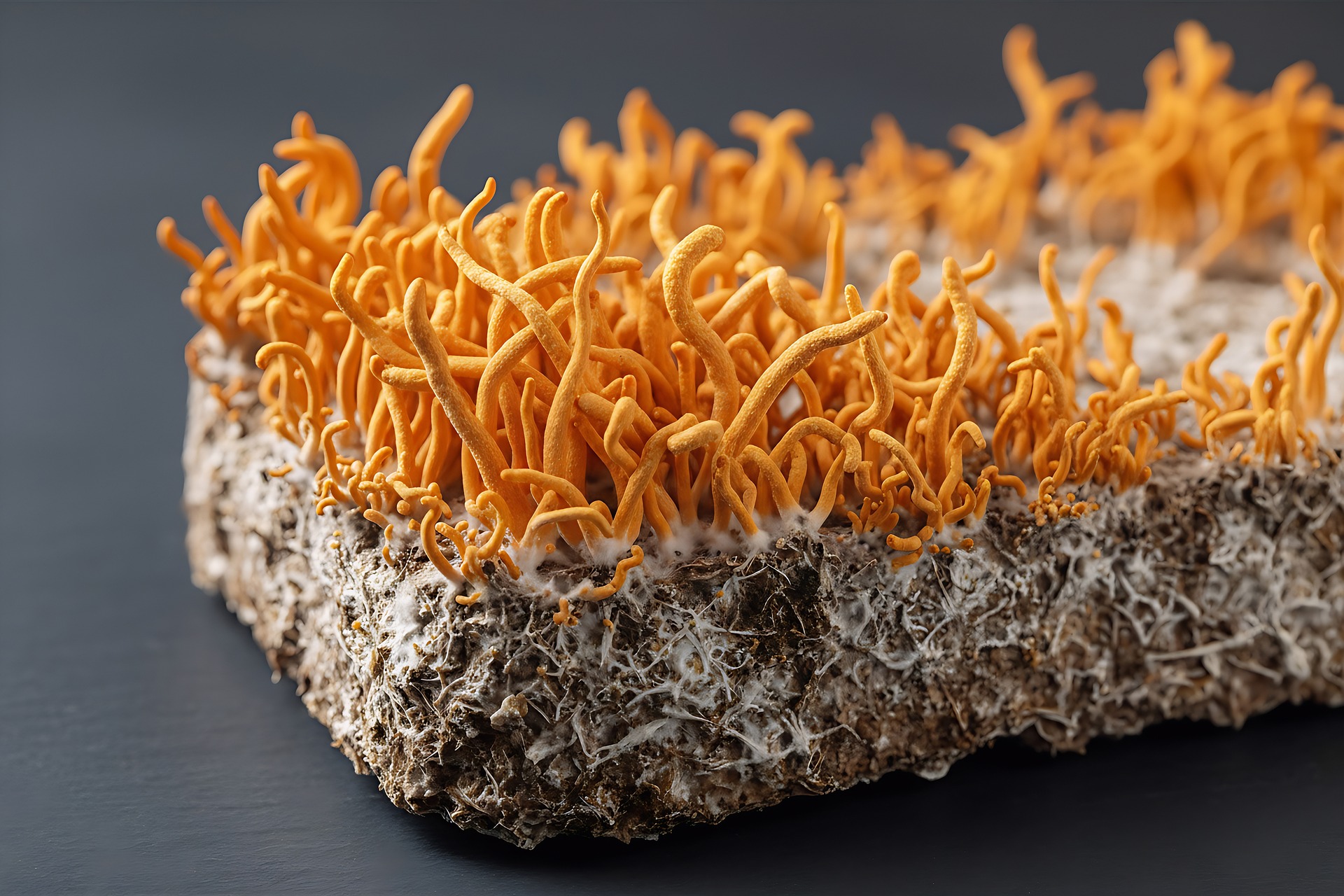 Cordyceps militaris dans la nature