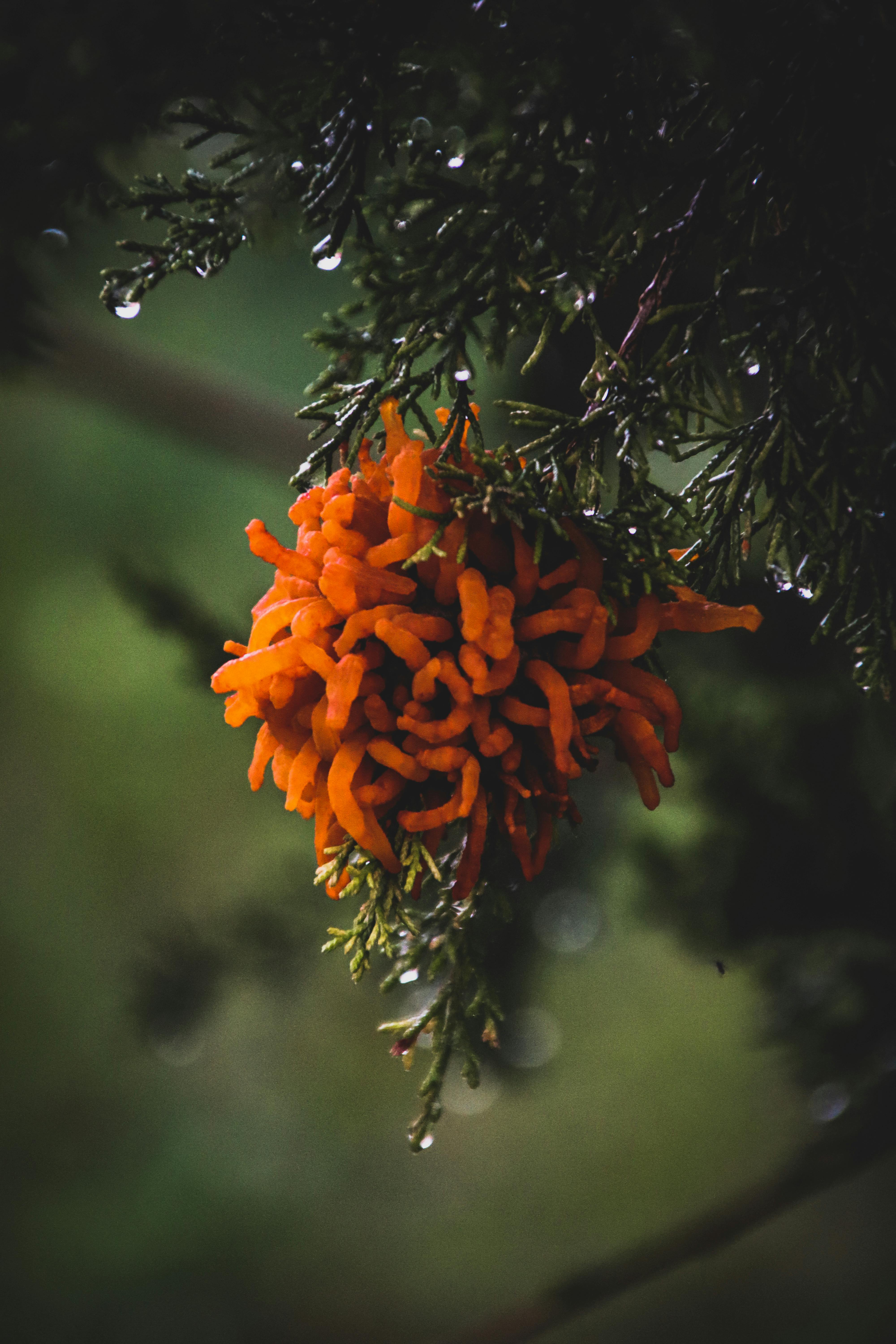 Cordyceps dans son milieu naturel