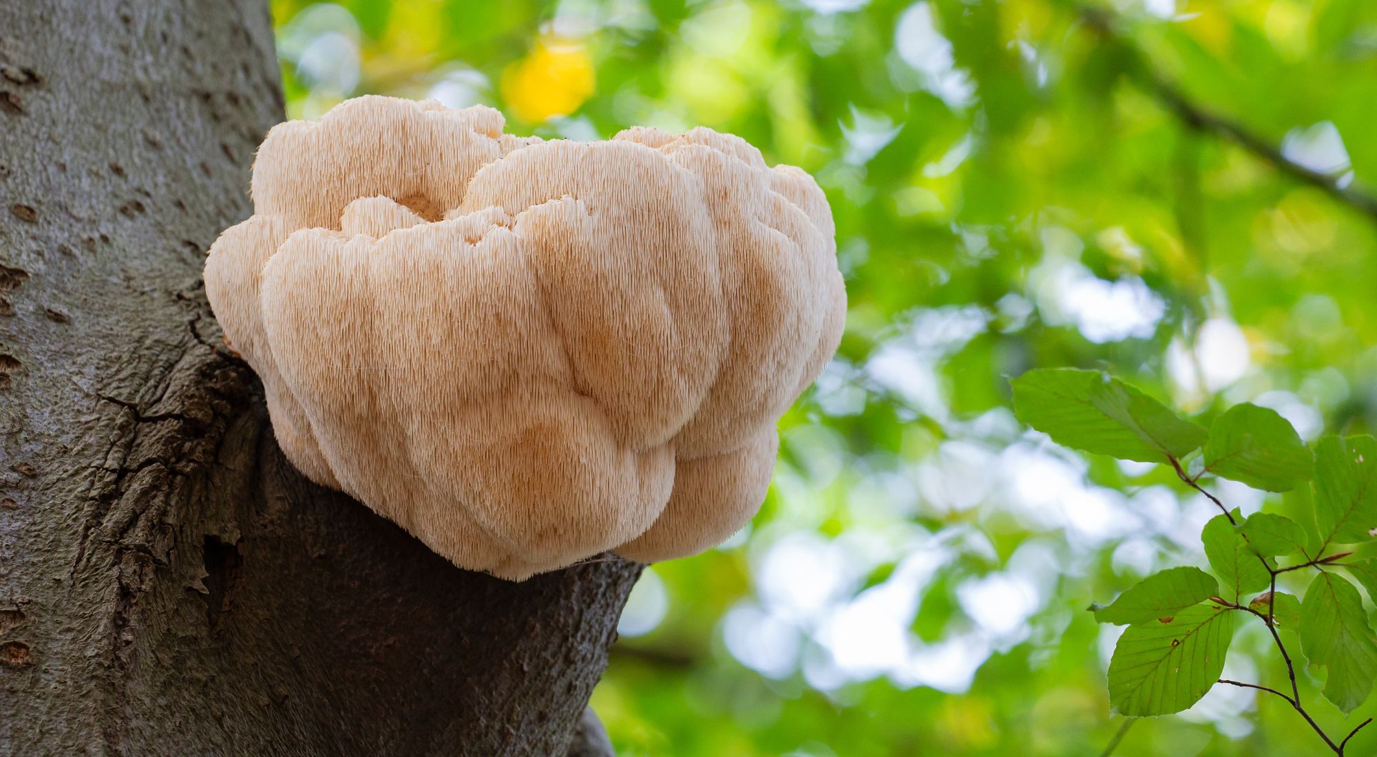 Lion's Mane (Hericium erinaceus) — champignon aux filaments blancs en cascade