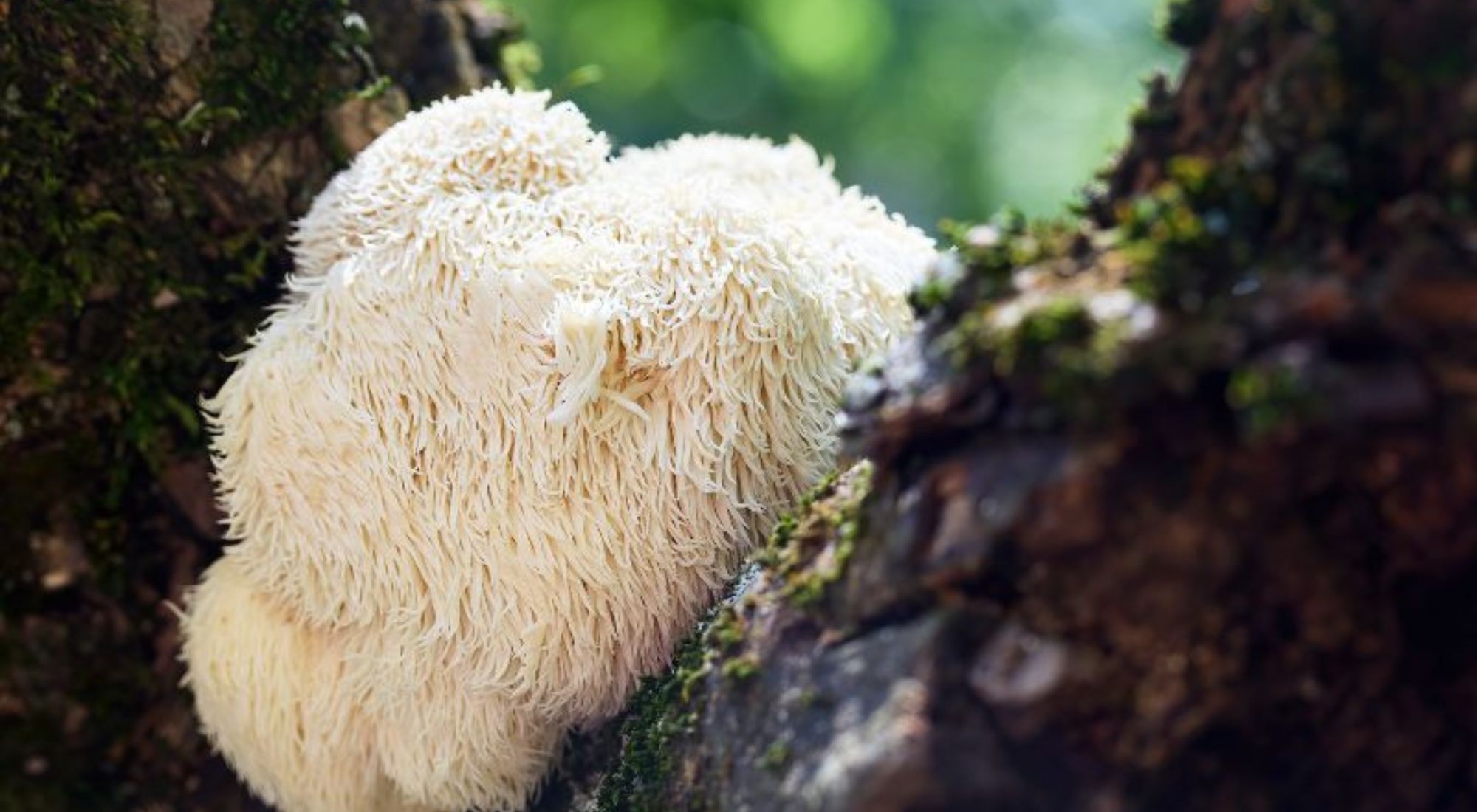 Lion's Mane dans la nature