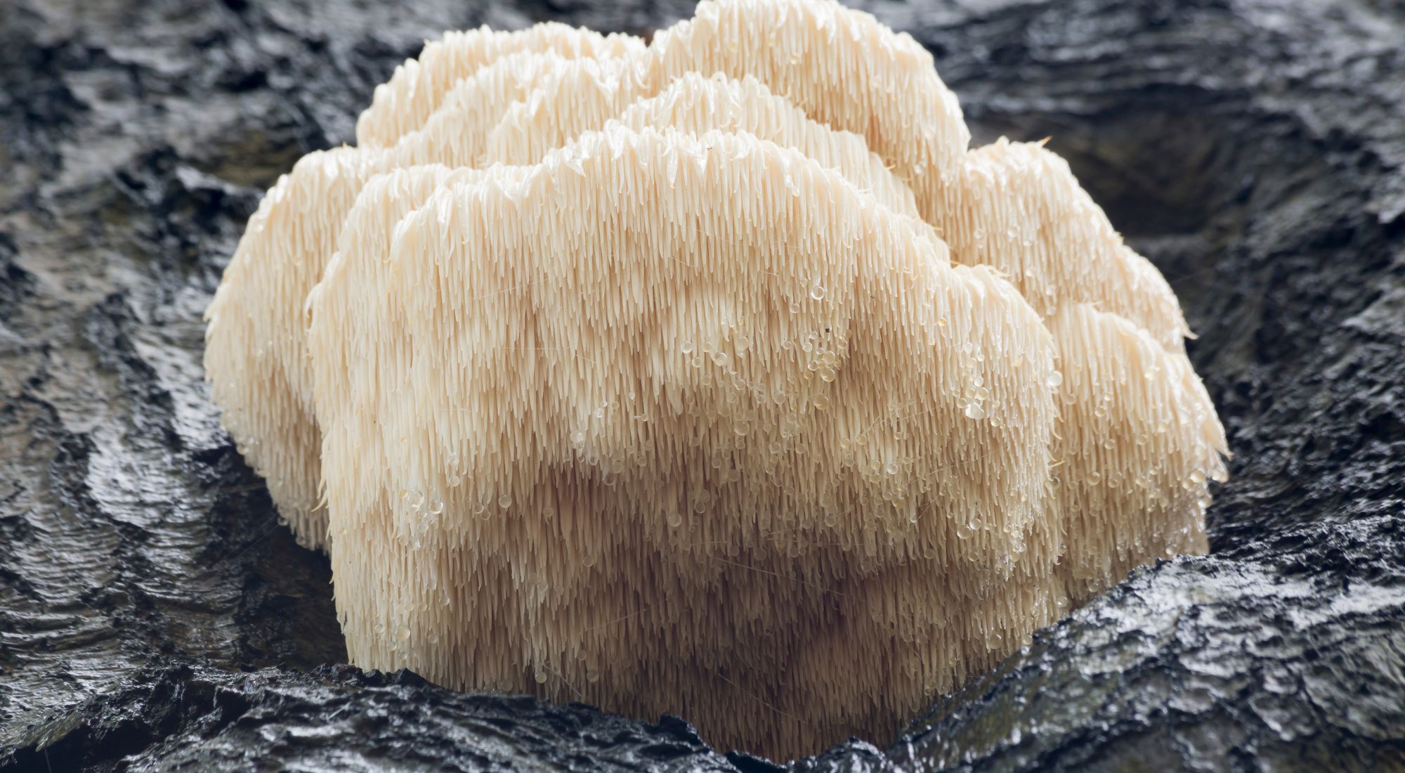 Lion's Mane sur tronc d'arbre