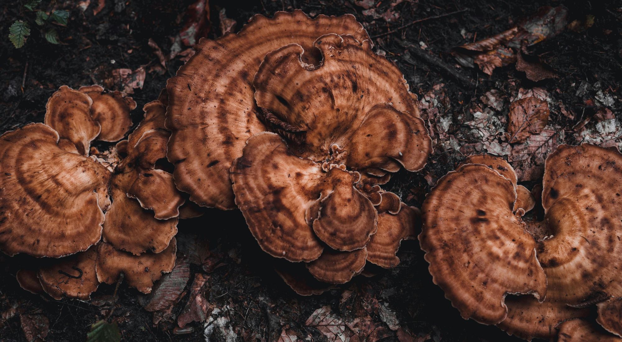Champignon Reishi — Ganoderma lucidum