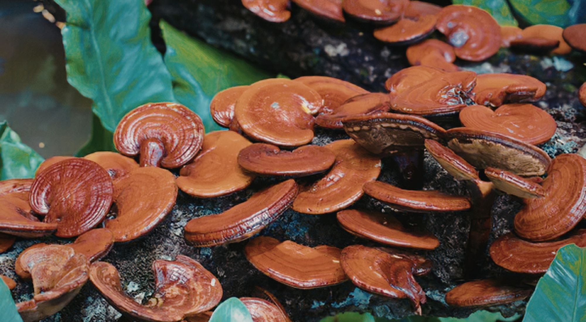 Reishi dans la nature